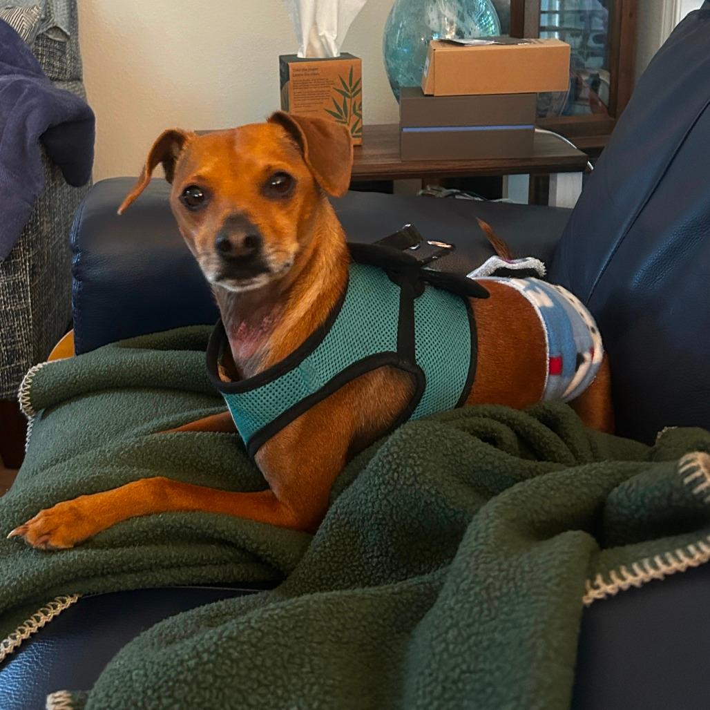Picture of Buddy