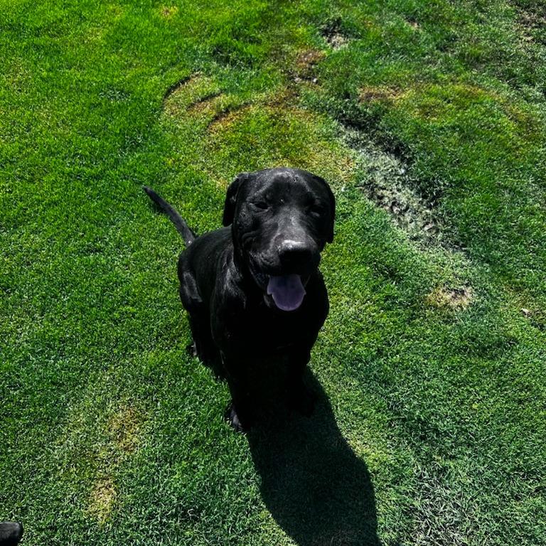 Shadow