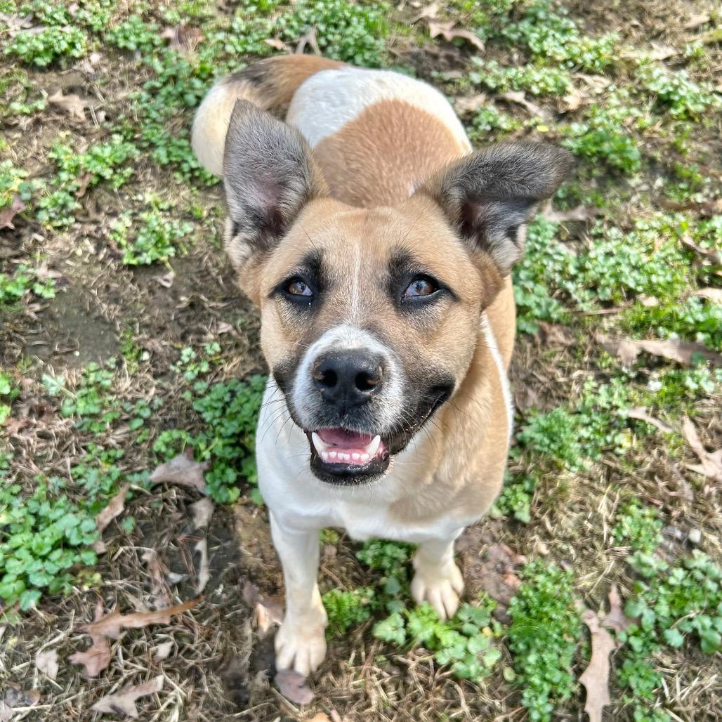 Wendy (cleanest kennel award)