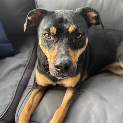 Zola (Adoption Fee-SPONSORED!) In Foster