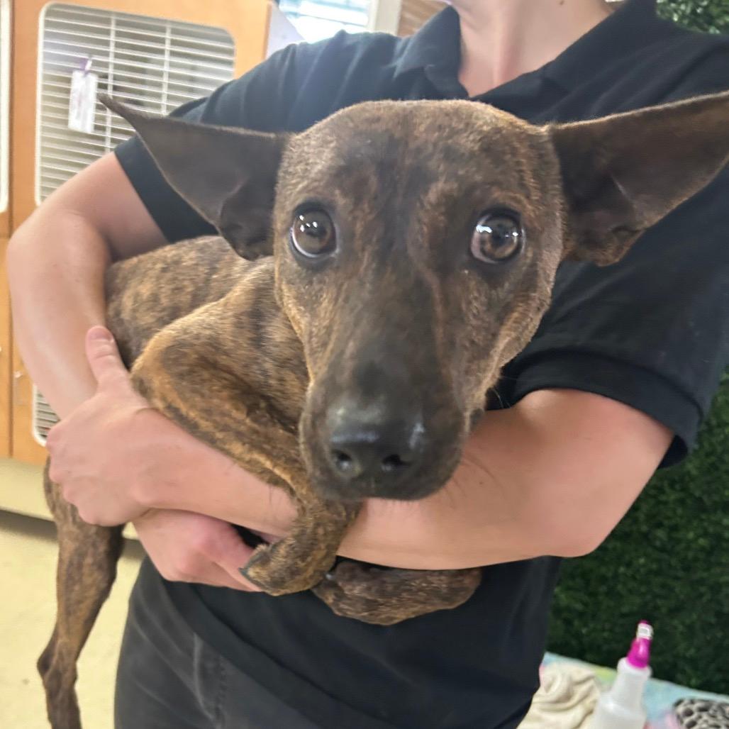 Dobby
