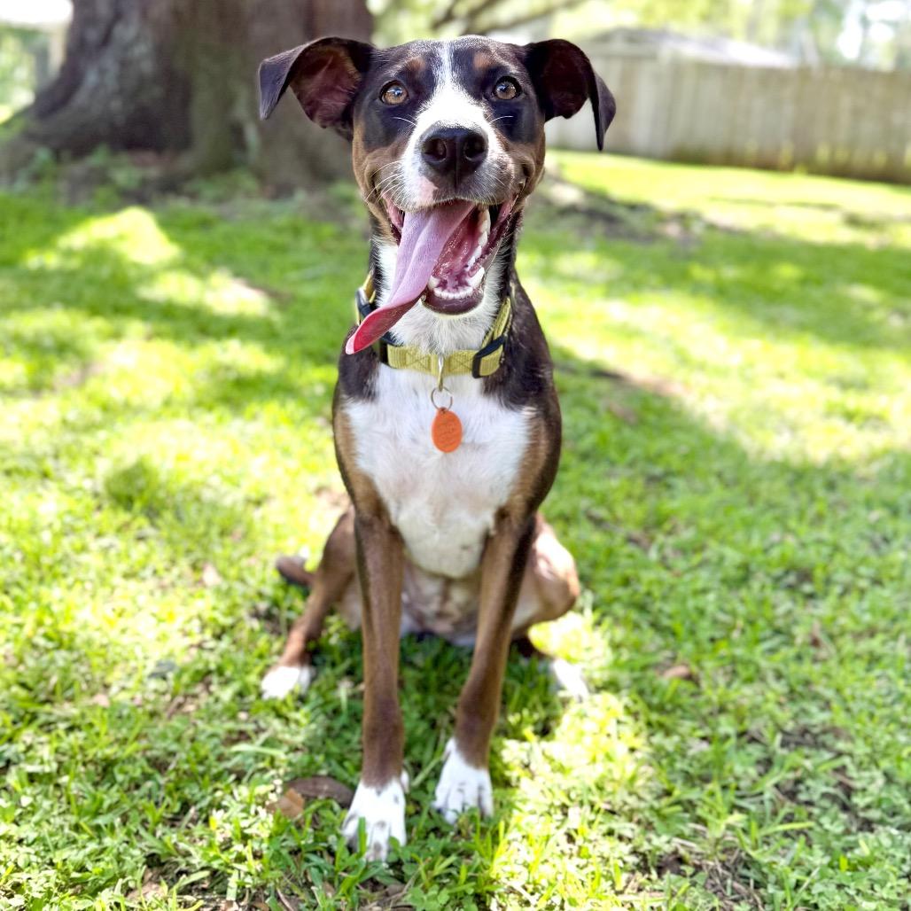 Tula