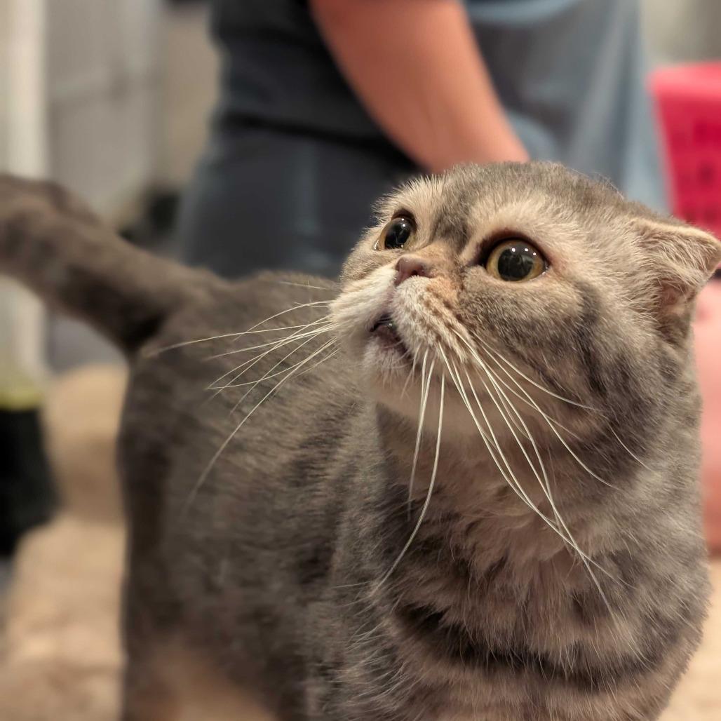 Mirabelle