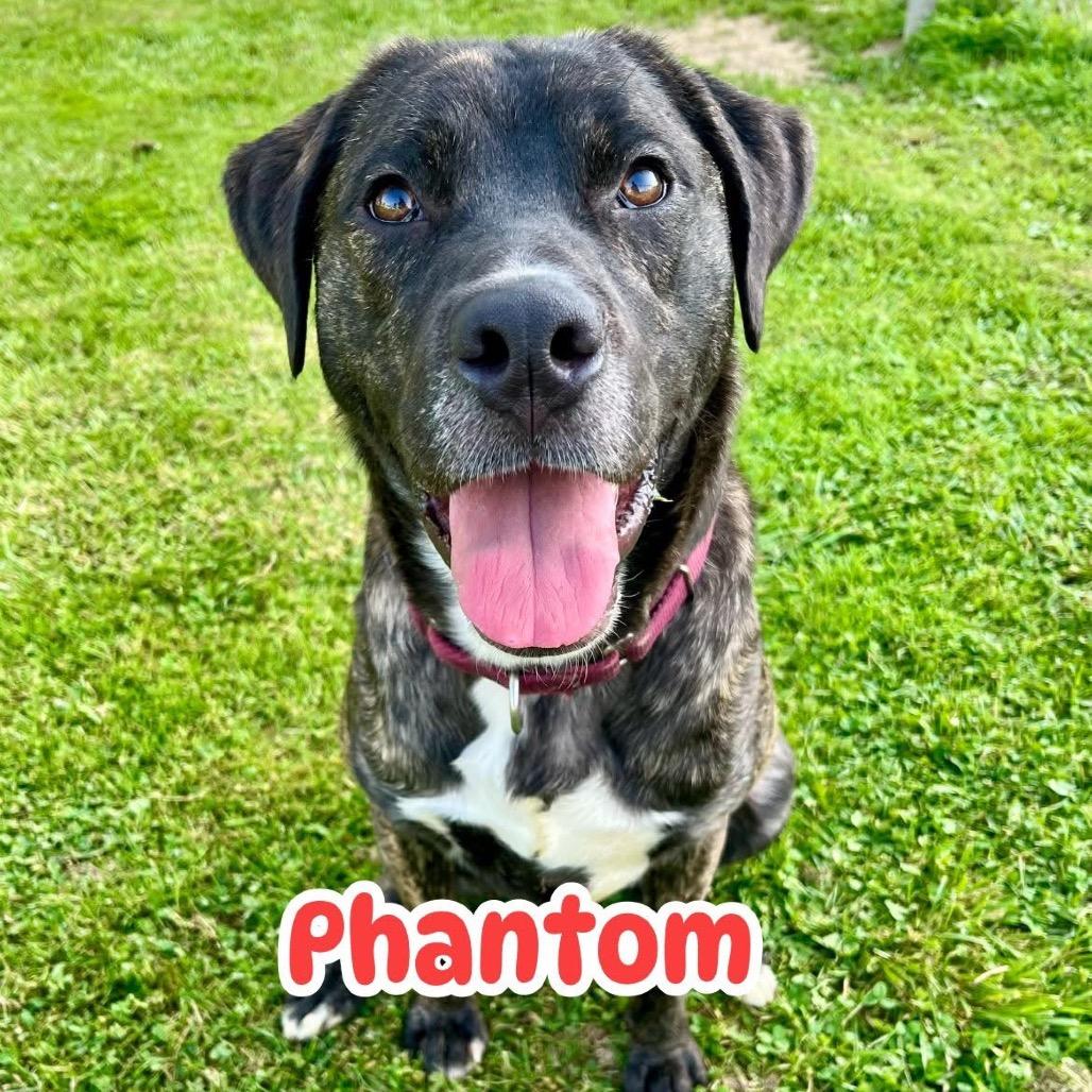 Picture of Phantom 