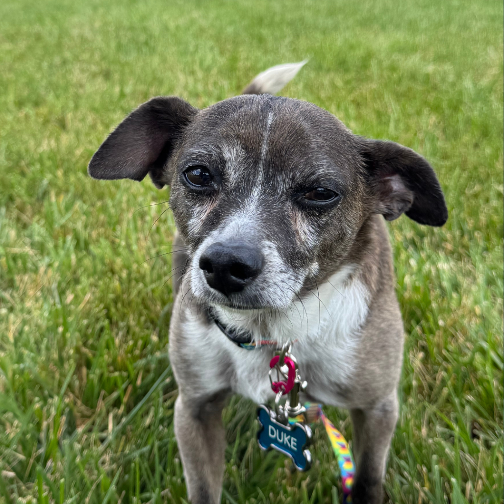 Duke