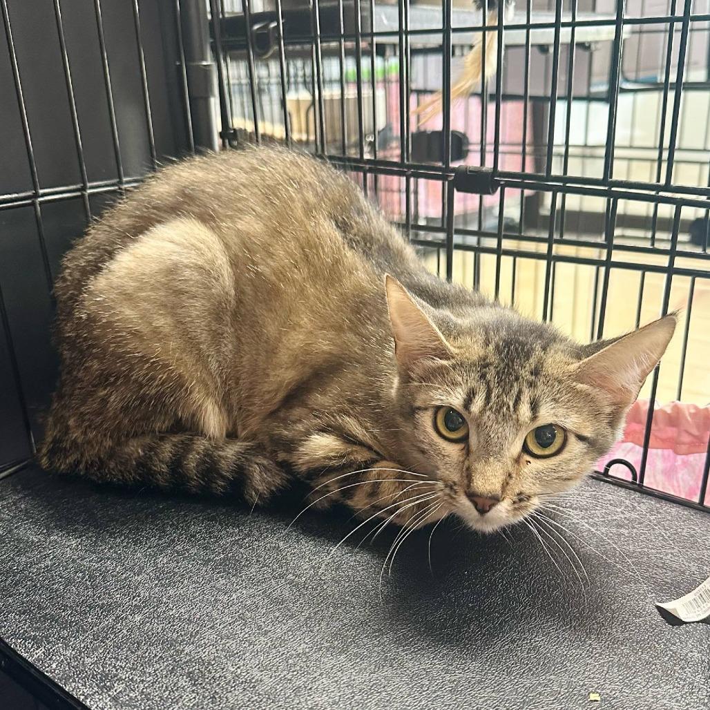 Cheyenne -Petsense Eureka (ADOPTED)
