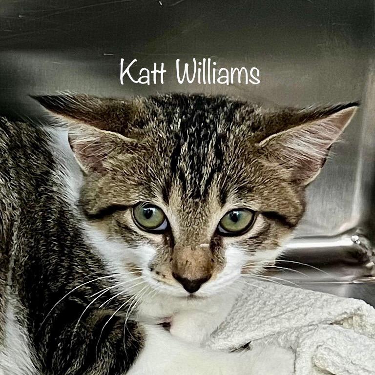 KattWilliams