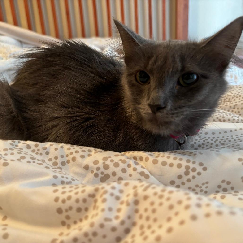 Cora