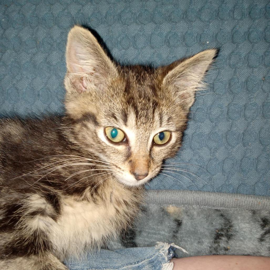 Oliver
