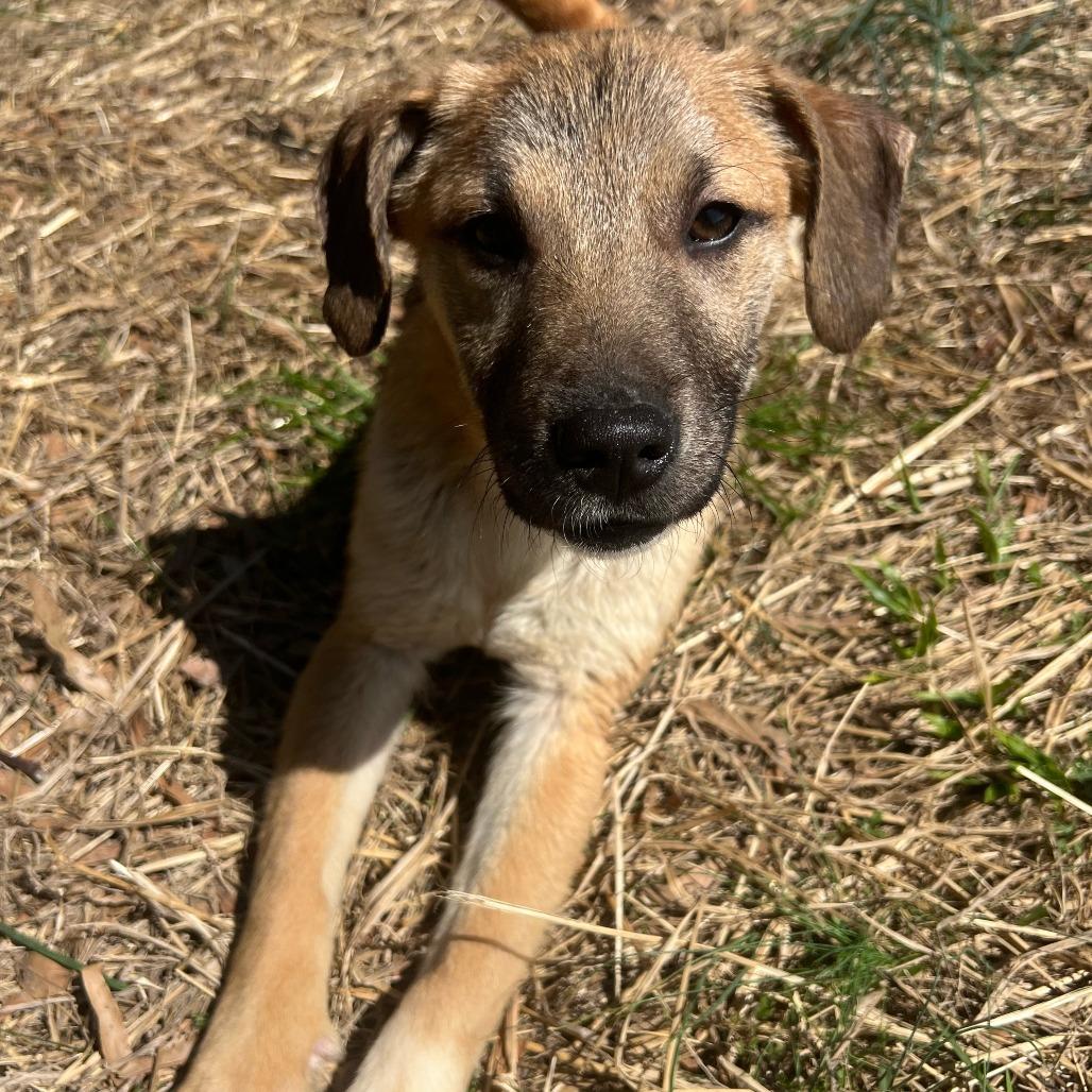 Lila 