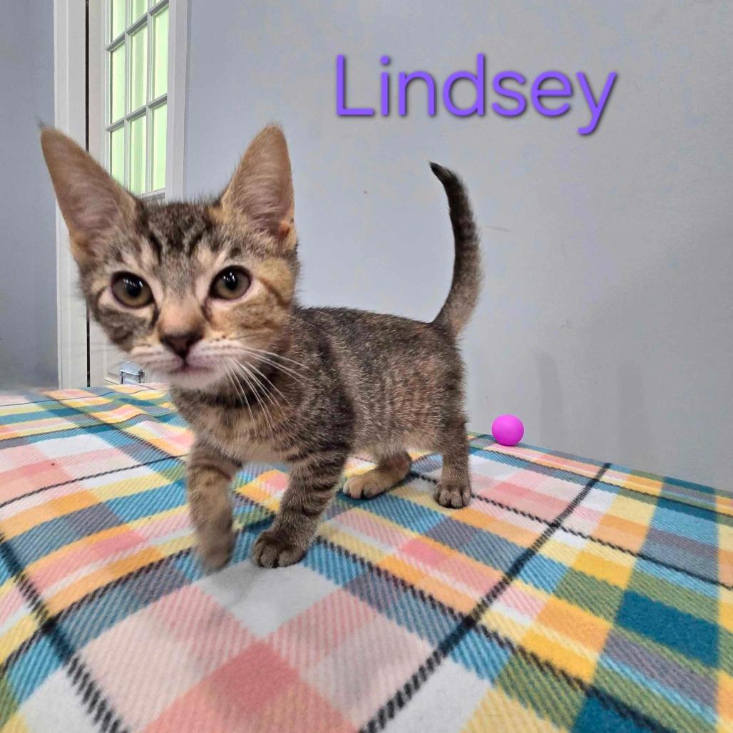 Lindsey
