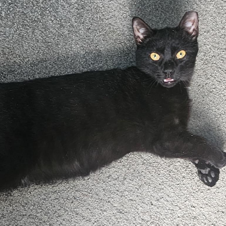 Coal