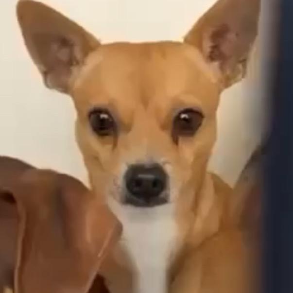 Tamale