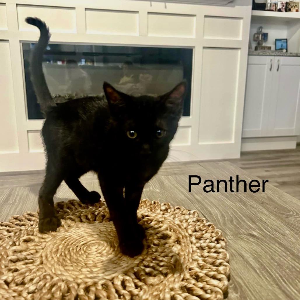 Panther