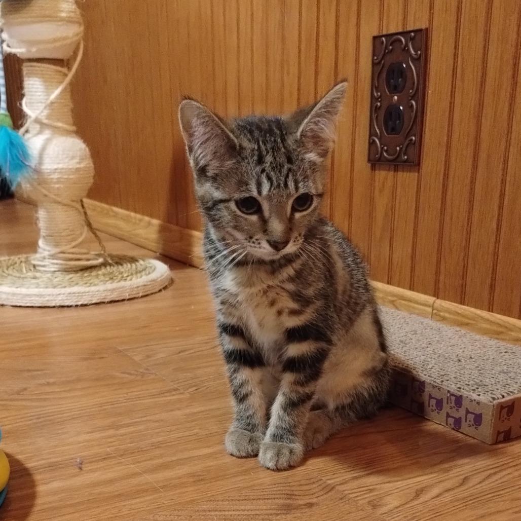 Ozzie