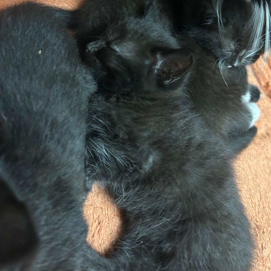 Mochi