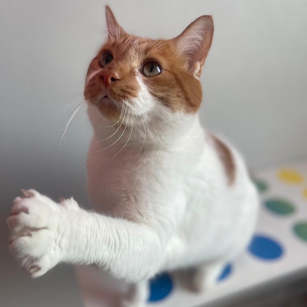 Kyle (Bonded to Stanley)