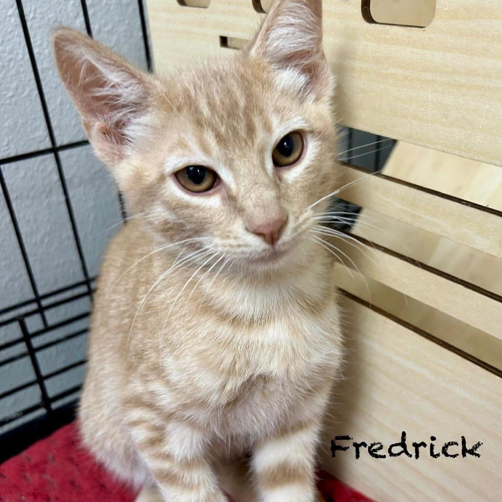 Fredrick