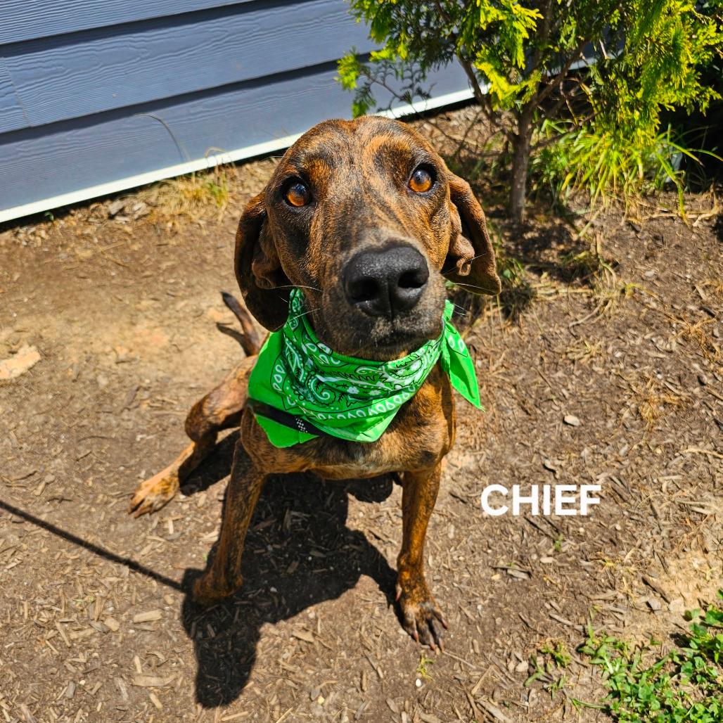 Chief