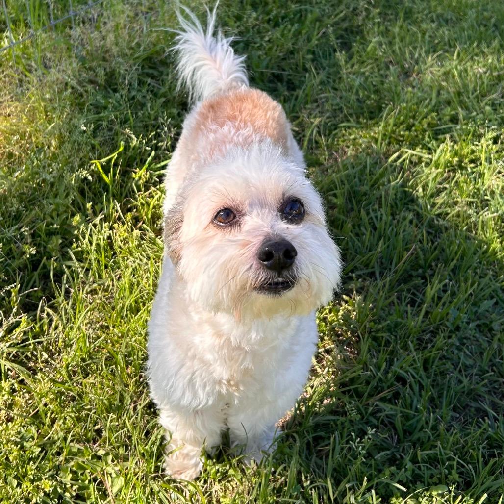 Picture of Lucky Bow