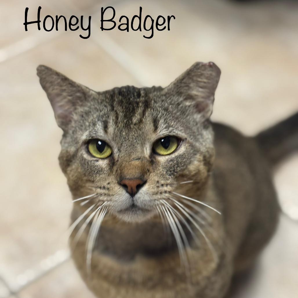 Honey Badger