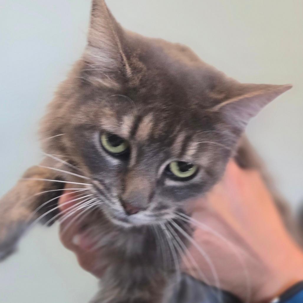 Petunia