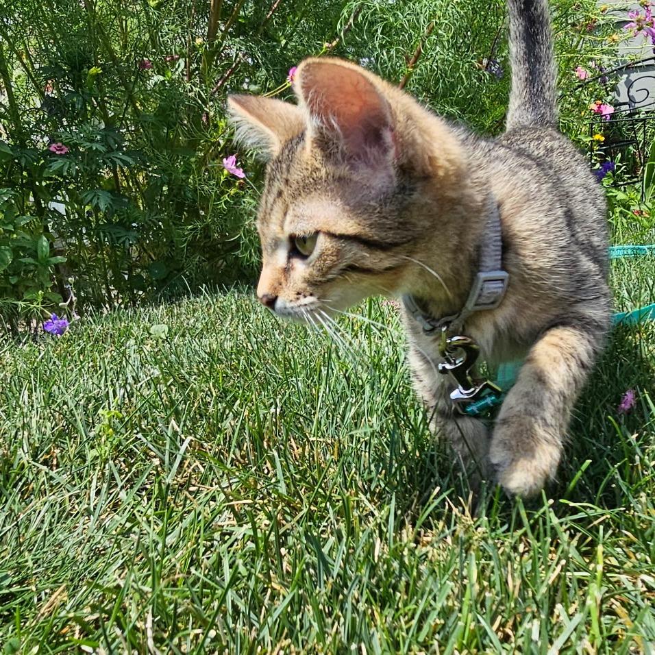 Jade
