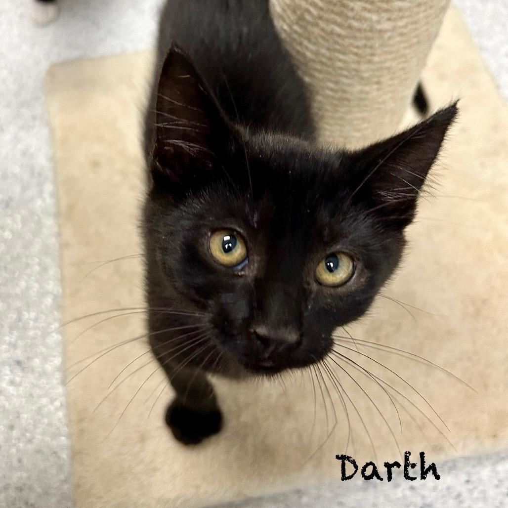 Darth