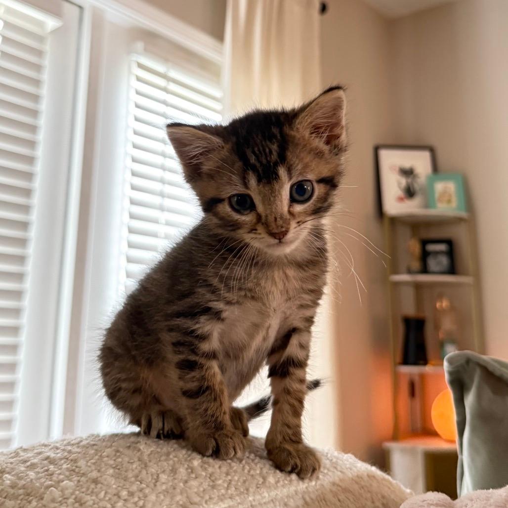 BusterBrown (Dusty)
