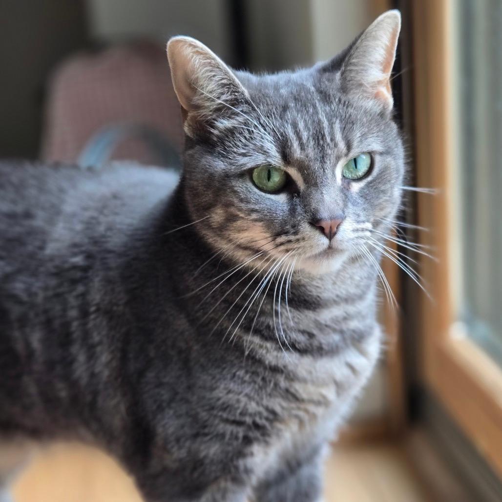 Kit Kat
