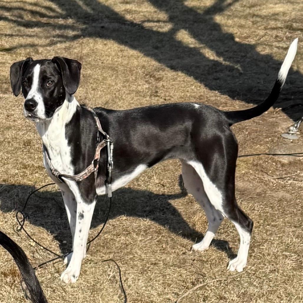 CT Rose (in foster)