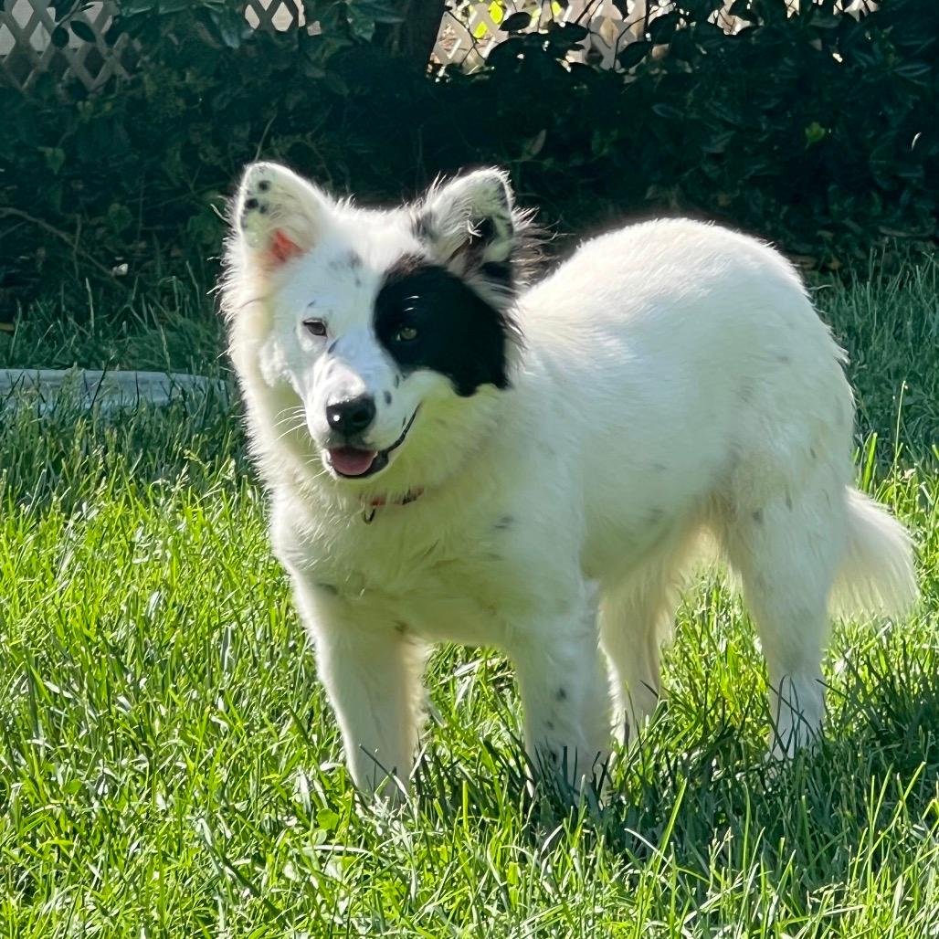 Oreo