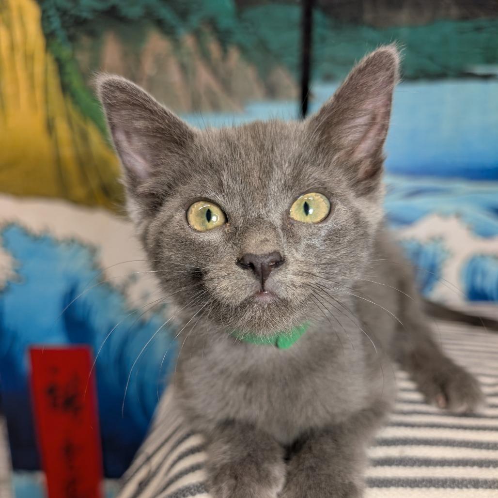 Blue Russian Cats for Adoption: Find Your Perfect Feline Friend Today