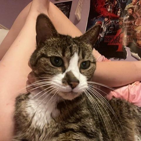 Lucky - IN FOSTER