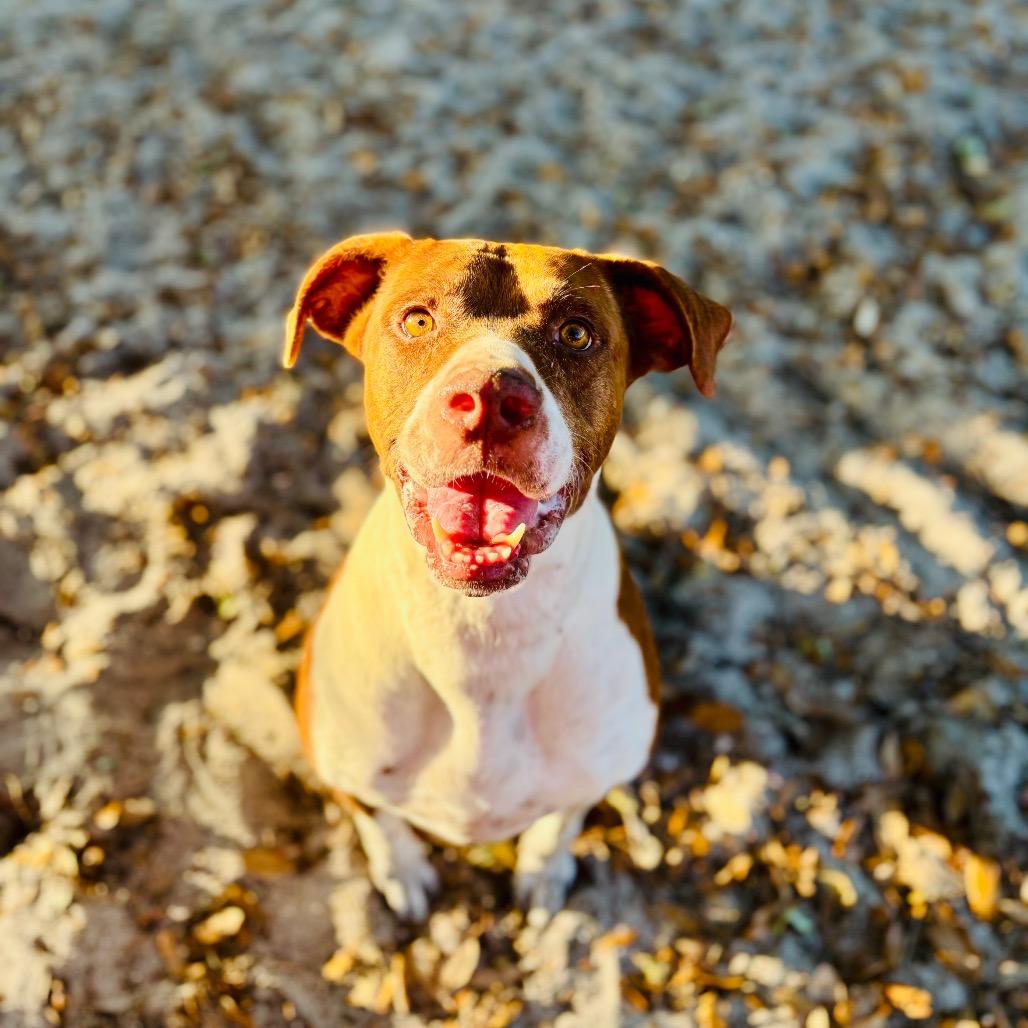 Hazel