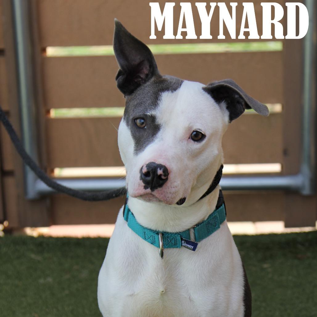 Maynard