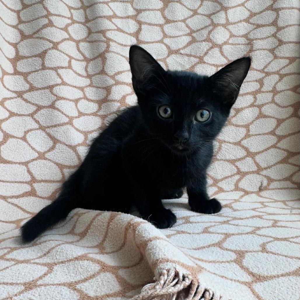 Noir