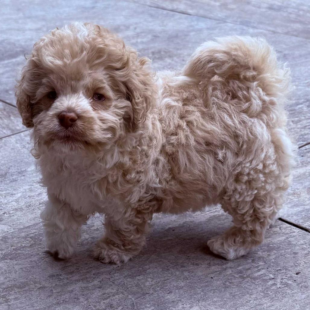 Picture of Rubie