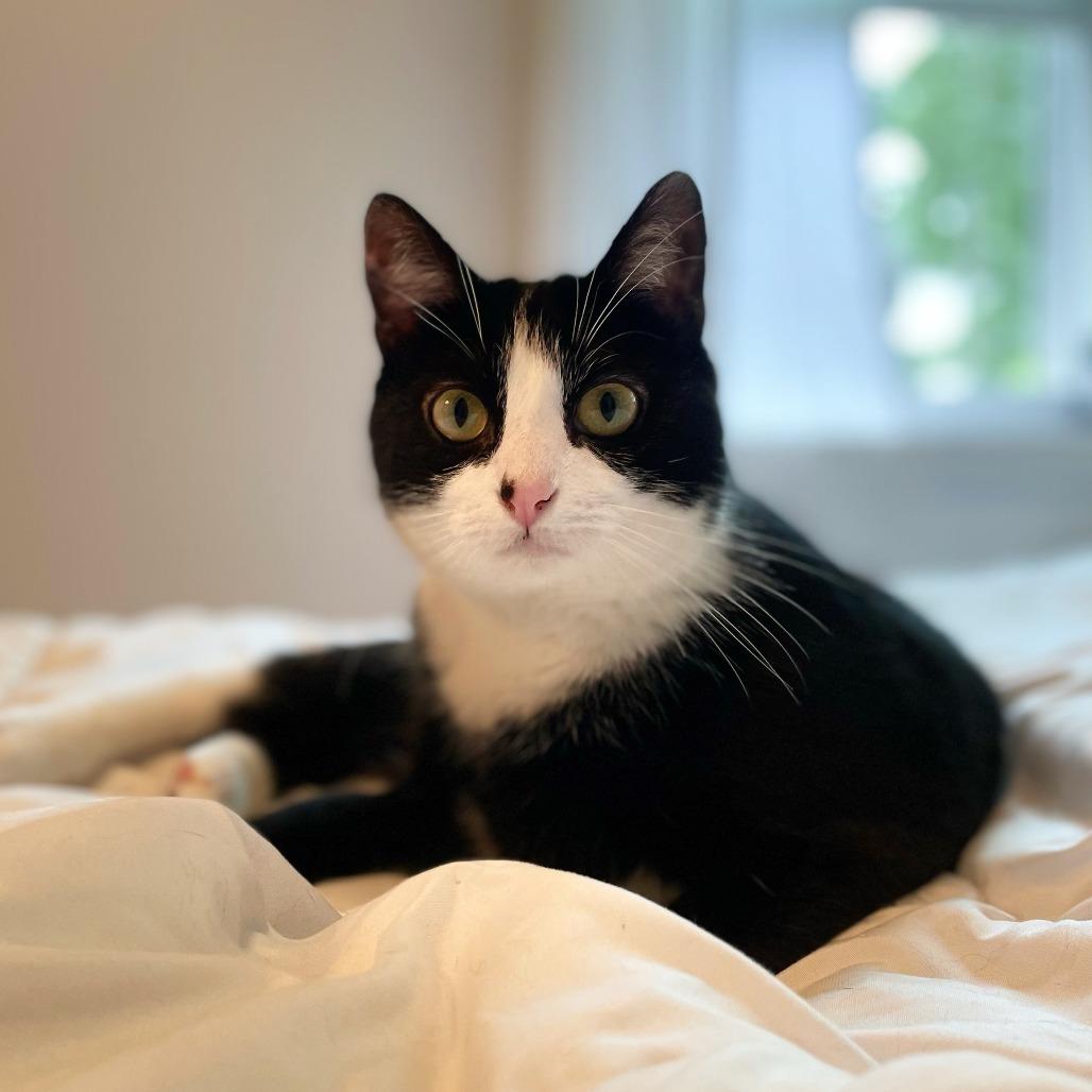 Ringo