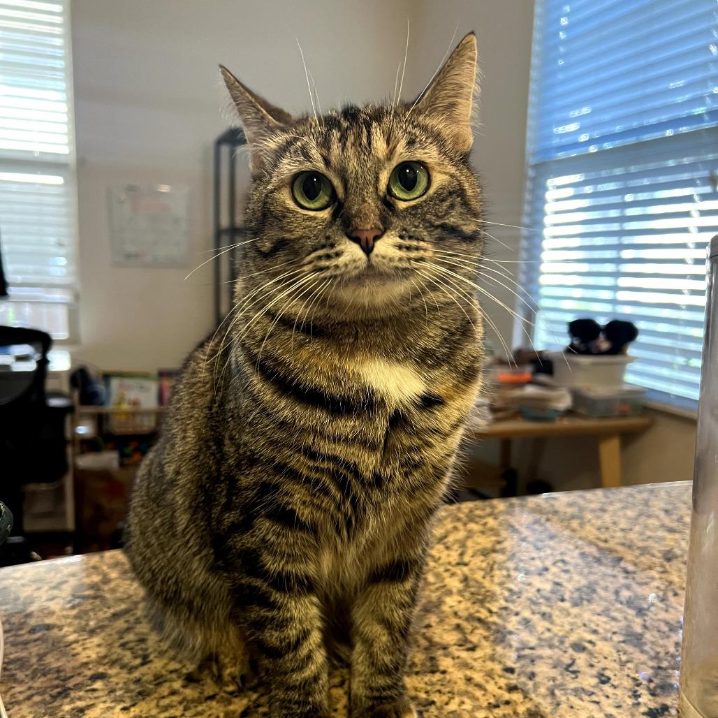 Taji