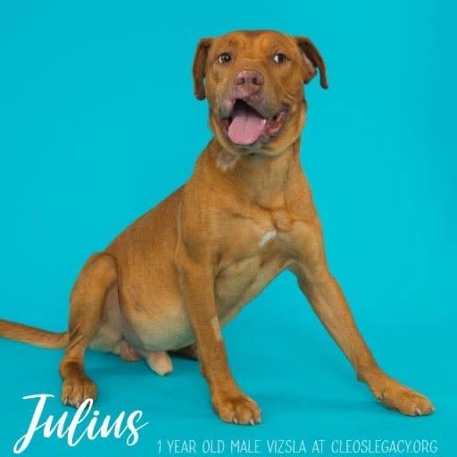 Julius
