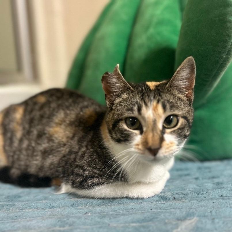 Arya