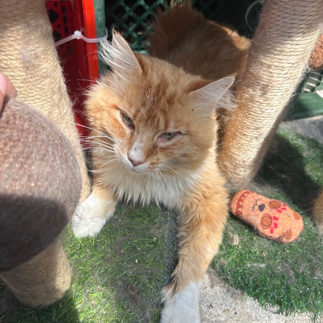 Tabasco 