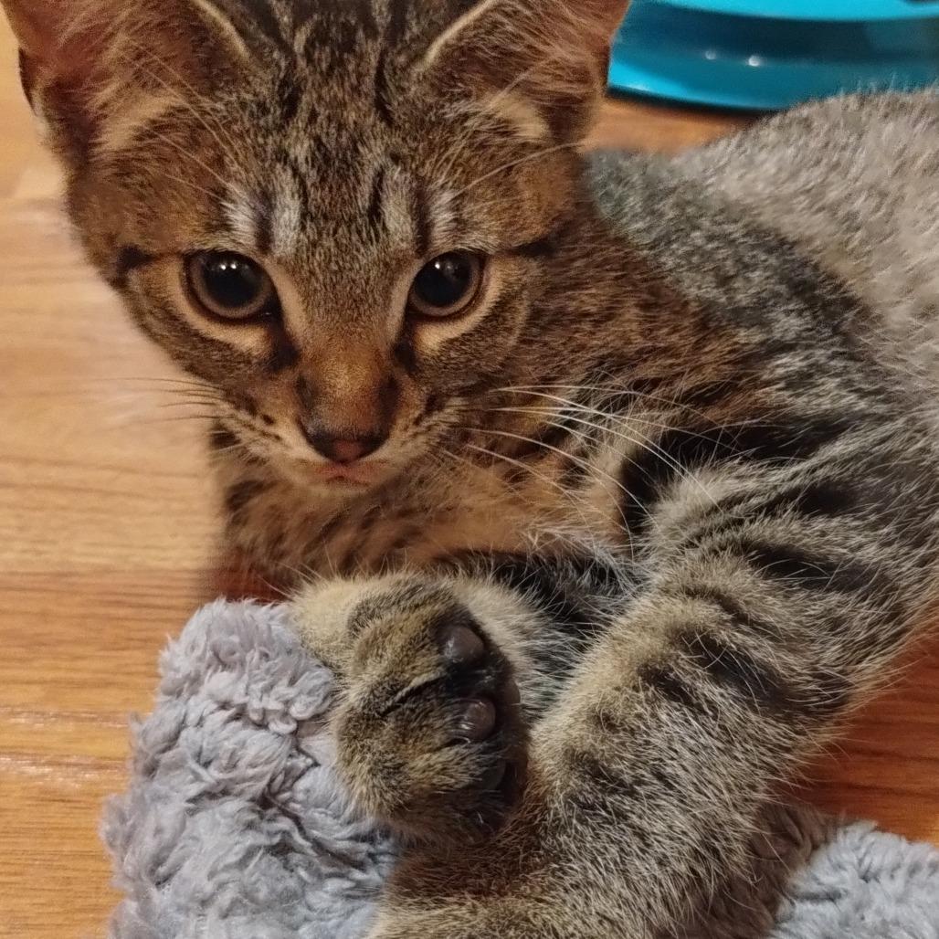 Jasper