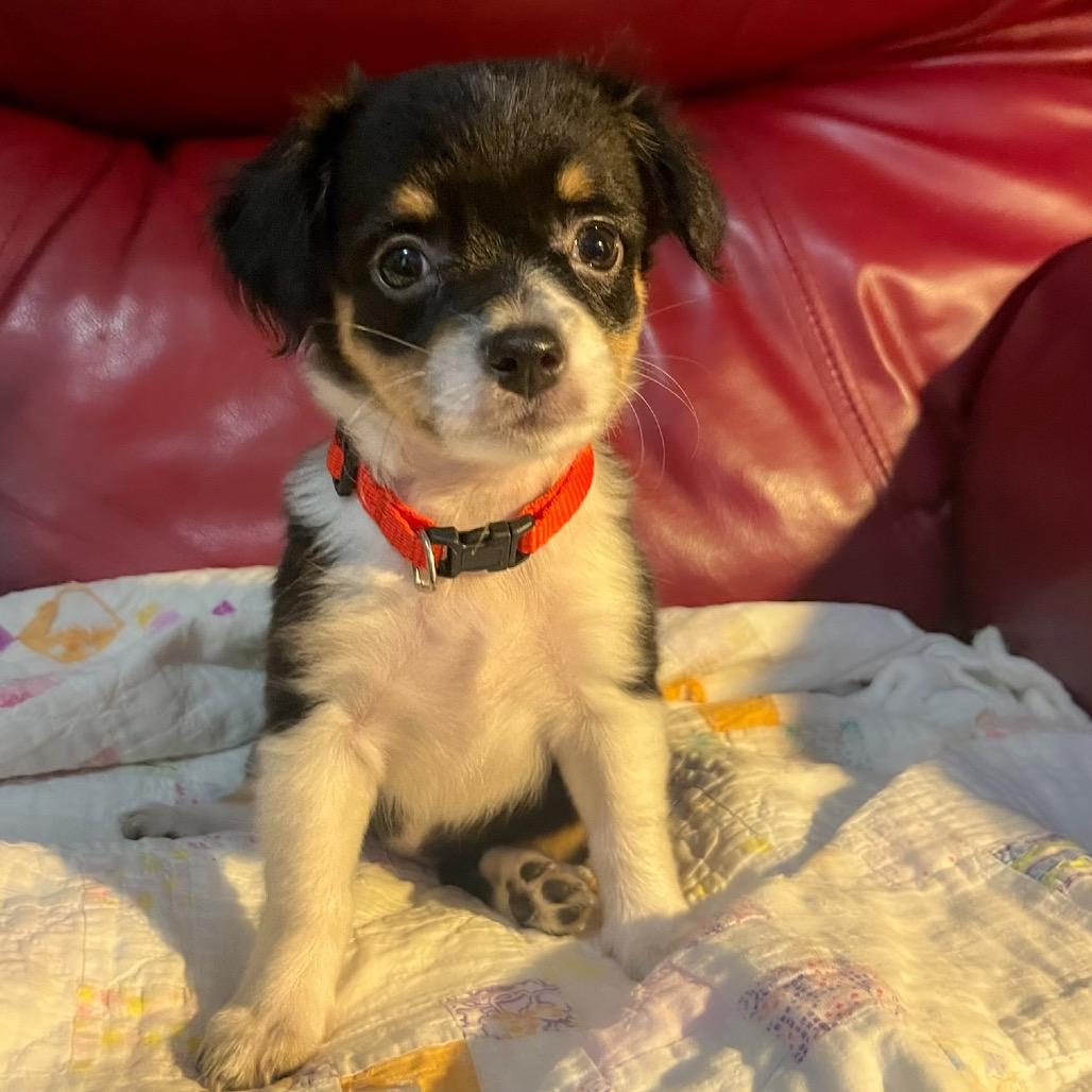 Tilly