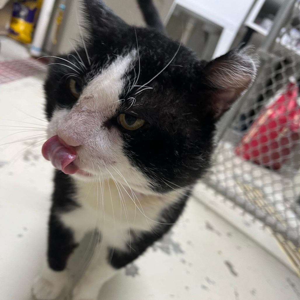 Sparticat