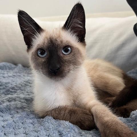 Siamese Cats Adopt: Discover Loving Homes for These Charming Pets