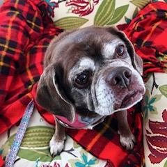 Picture of Molly