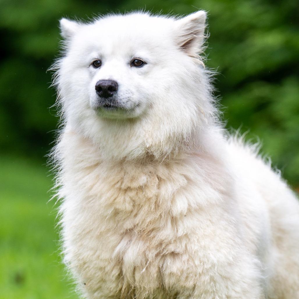 Picture of Ghost