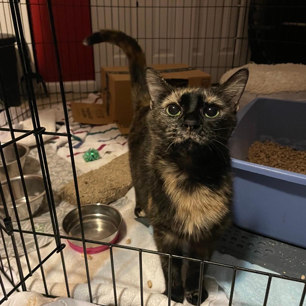 Pepper